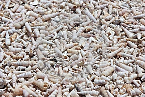 Cemetery of sea shells and snails - Slovenia photo