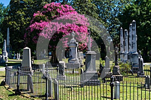 Cemetery tree in bloom