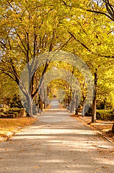 A cemetry avenue in autumn with trees withs yellow leafs