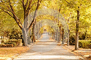 A cemetry avenue in autumn with trees withs yellow leafs