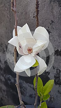 Cempaka Gondok Putih flower photo