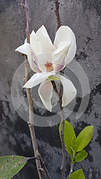 Cempaka Gondok Putih flower photo