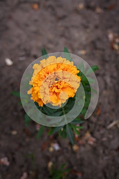Cempazuchitl, cempasuchil also known as big african marigold or tagetes erecta. Decorative flowering plant in summer garden