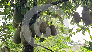 Cempedak, Artocarpus integer, exotic fruit similar to jackfruit