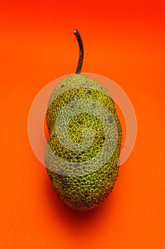 Cempedak or Artocarpus Integer isolated on orange background.