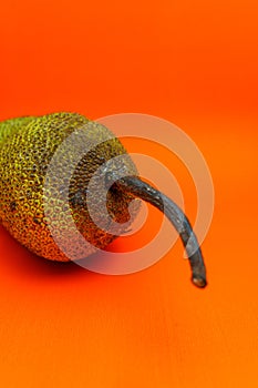 Cempedak or Artocarpus Integer isolated on orange background.