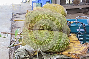 Cempedak or Artocarpus Integer, is same genus as jackfruit.