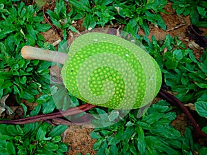Cempedak or Artocarpus Integer, Sweet Tropical fruits, same genus as jackfruit. It is native fruit to southeast Asia,Pontianak,Ind