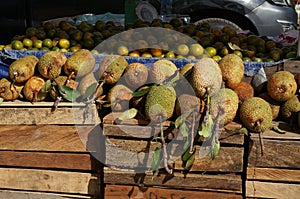 Cempedak indonesia or chessy