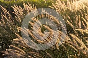 Cenchrus purpureus, synonym Pennisetum purpureum, . Flora of Israel