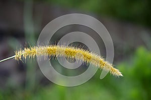 Cenchrus setosus (Bristly Sandbur Grass) in Bali, Indonesia