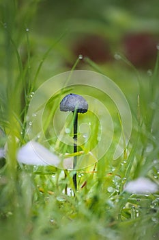 Cendawa mushroom, black in color, grows in the grass