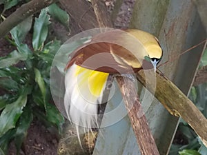 Cendrawasih also known as Bird of Paradise in Taman Safari Cisarua Bogor Indonesia