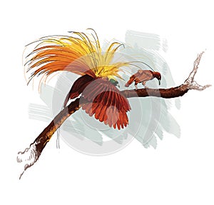 Cendrawasih bird Papua Indonesia