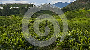 Cenery of the tea plantation