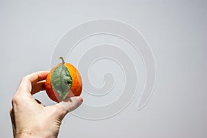 A cenital view of an orange meyer lemon in the hand of a caucasian men with a white background