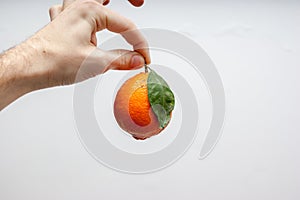 A cenital view of an orange meyer lemon in the hand of a caucasian men with a white background