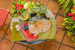 Cenital View Shot Yellow Cat Standing at Yard Table photo