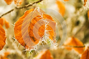 Cenneled in a beech leaf in the middle of the forest in winter