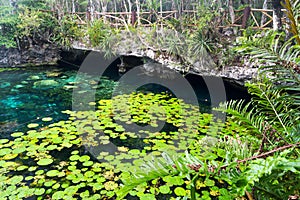 Cenote Nicte-Ha Green Leaves Water Surface Tulum Mexico Yucatan Peninsula