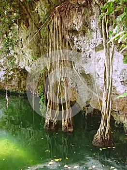 Cenote Riviera Maya jungle mayan Quintana Roo