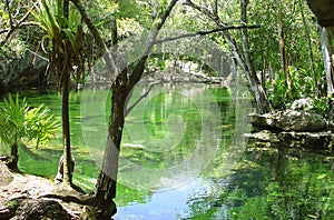 Cenote Riviera Maya jungle mayan Quintana Roo