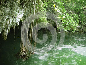 Cenote Riviera Maya jungle mayan Quintana Roo