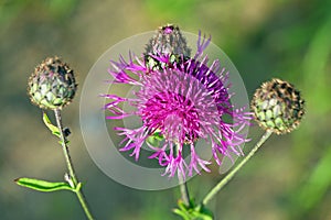 Centaurea apiculata Ledeb. The top part of a plant close up at m photo