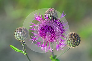 Centaurea apiculata Ledeb. The top part of a plant close up on Y photo