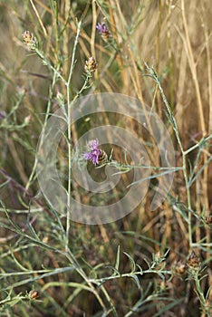 Centaurea bracteata in bloom photo