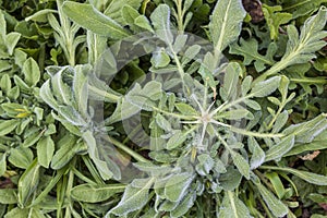 Centaurea calcitrapa