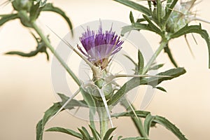 Centaurea calcitrapa red star-thistle spiky plant with beautiful purple-pink flowers surrounded by huge light yellow spines on a photo