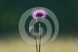 Centaurea (centaure) pink field in the meadow