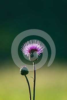 Centaurea (centaure) pink field in the meadow