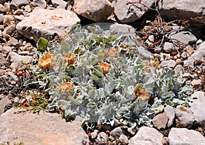 A cluster of Centaurea chrysantha plant among the rocks