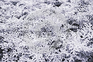 Centaurea cineraria silver on flower bed. Ornamental plants to decorate park