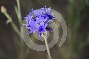 Centaurea cyanus