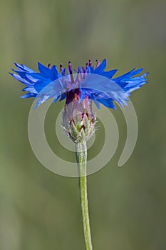 Centaurea cyanus