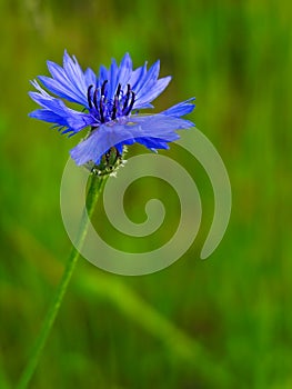 Centaurea cyanus, asteraceae photo