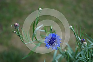 Centaurea cyanus \'Blauer Junge\' flowers bloom in the garden. Berlin, Germany