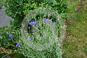 Centaurea cyanus \'Blauer Junge\' flowers bloom in the garden. Berlin, Germany