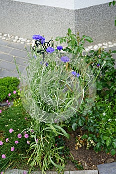 Centaurea cyanus \'Blauer Junge\' flowers bloom in the garden. Berlin, Germany