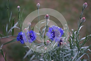 Centaurea cyanus \'Blauer Junge\' flowers bloom in the garden. Berlin, Germany