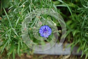 Centaurea cyanus \'Blauer Junge\' flowers bloom in the garden in June. Berlin, German