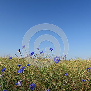 Centaurea cyanus