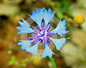 Centaurea cyanus blue flower in wild nature photo