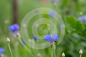 Centaurea cyanus, cornflower, bachelor`s button blue flowers