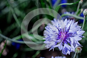 Centaurea cyanus cornflowers beautiful blue flowers