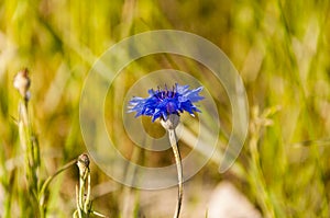 Centaurea Cyanus L. 1753 Bluebottle, Boutonniere Flower, Hurtsickle, Cyani Flower)