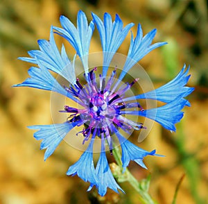 centaurea cyanus blue flower photo